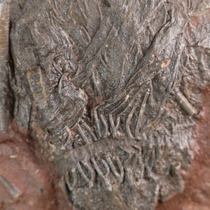 Stunning fossil of Seelilien (Scyphocrinites elegans) from Morocco, 425 million years old, unique piece No. 48, 21x15 cm.