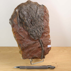 Versteinertes Fossil Seelilien (Scyphocrinites elegans) 21x15 cm, 425 Millionen Jahre alt, Unikat Nr. 48 aus Marokko