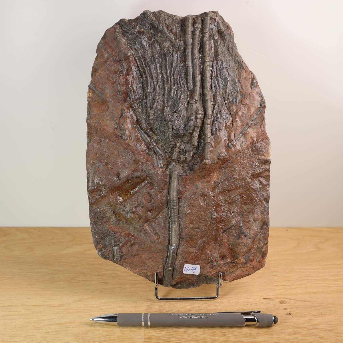 Fossil of Seelilien (Scyphocrinites elegans) from Morocco, 425 million years old, displayed on a wooden surface, with pen for scale.