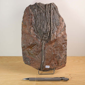 Fossil of Seelilien (Scyphocrinites elegans) from Morocco, 425 million years old, displayed on a wooden surface, with pen for scale.