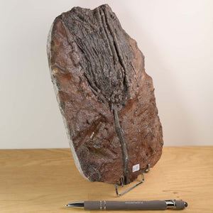 Unique 425-million-year-old Scyphocrinites elegans fossil, 23x15 cm, from Morocco displayed with a pen for scale.