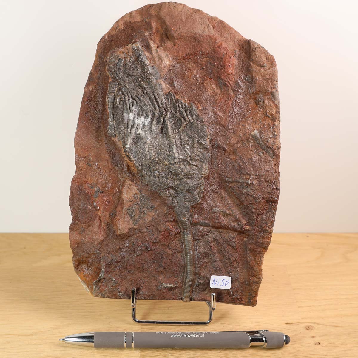 Fossilized Scyphocrinites elegans sea lily on stone, 19x13cm, 425 million years old, unique piece No. 50, displayed on wooden surface.