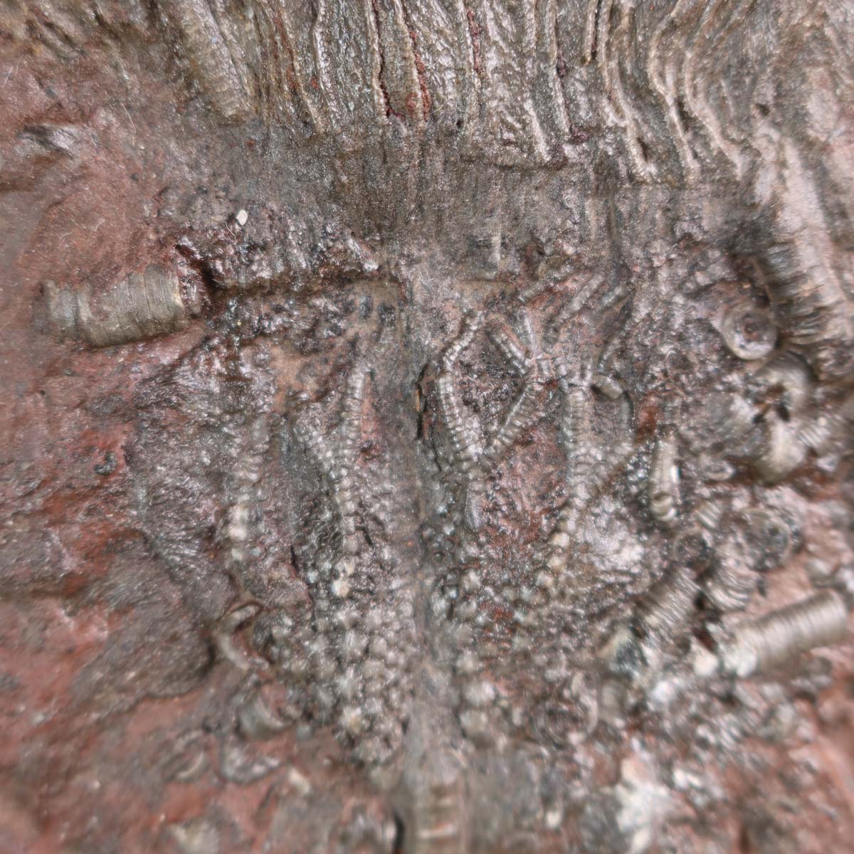 Versteinertes Fossil Seelilien Scyphocrinites elegans 21x15 cm - 425 Mio Jahre, Unikat Nr. 51, erhältlich bei Steinwelten