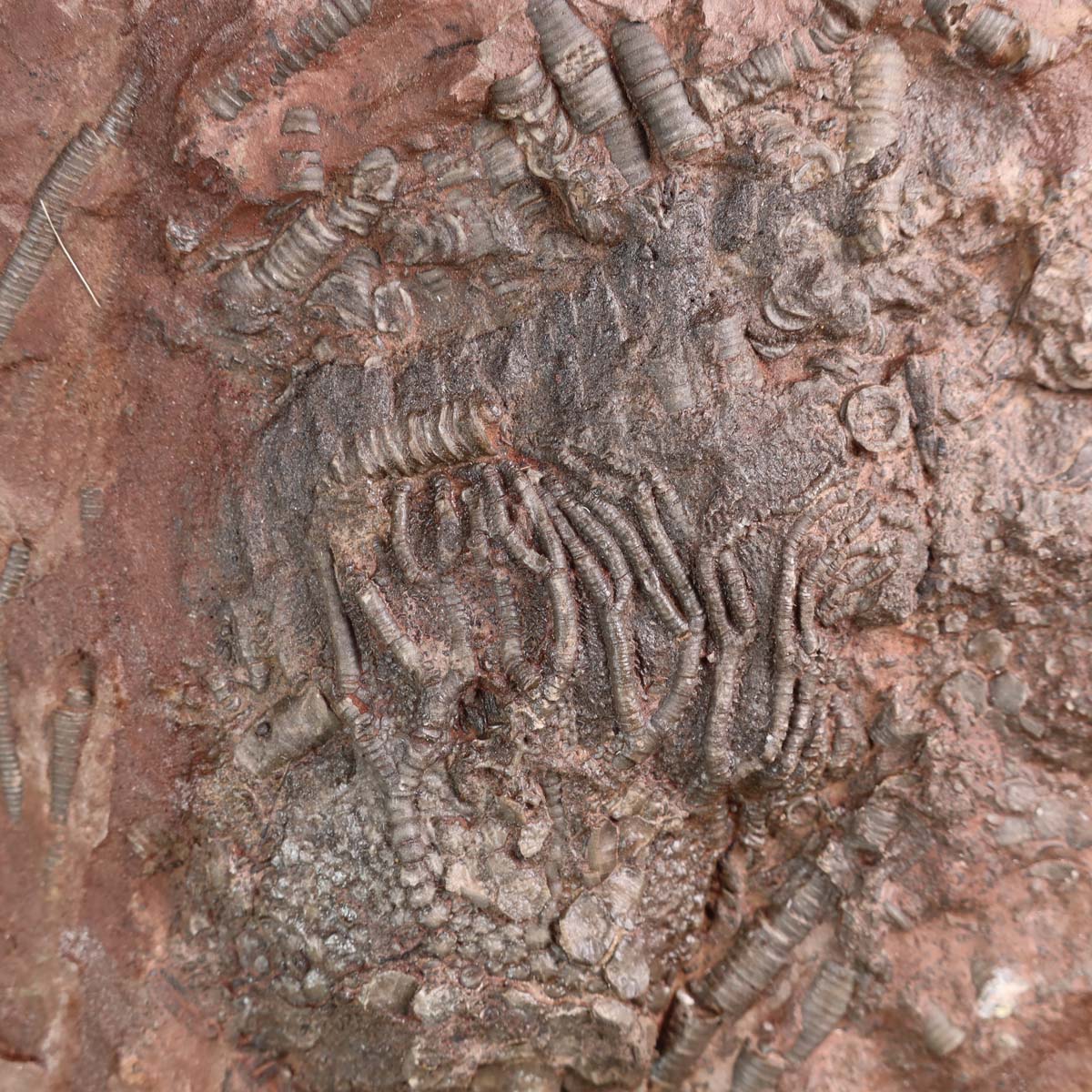 Alt Tag: Versteinertes Seelilien-Fossil (Scyphocrinites elegans) aus Marokko, einzigartig Nr. 52, 20x18 cm, Steinwelten, ca. 425 Mio. Jahre