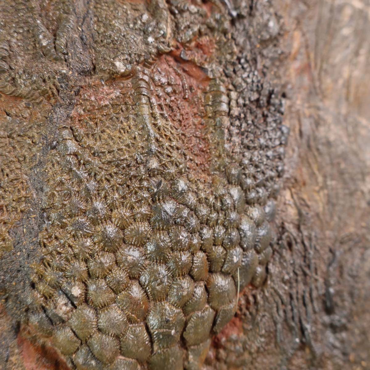 Versteinertes Seelilien Fossil aus Marokko (Scyphocrinites elegans), 21x23 cm, 425 Millionen Jahre alt, Unikat Nr. 53, auf Holzdisplay.