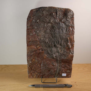 Versteinertes Fossil der Seelilien (Scyphocrinites elegans) aus Marokko, 24x16 cm, 425 Millionen Jahre alt, Unikat Nr. 54.