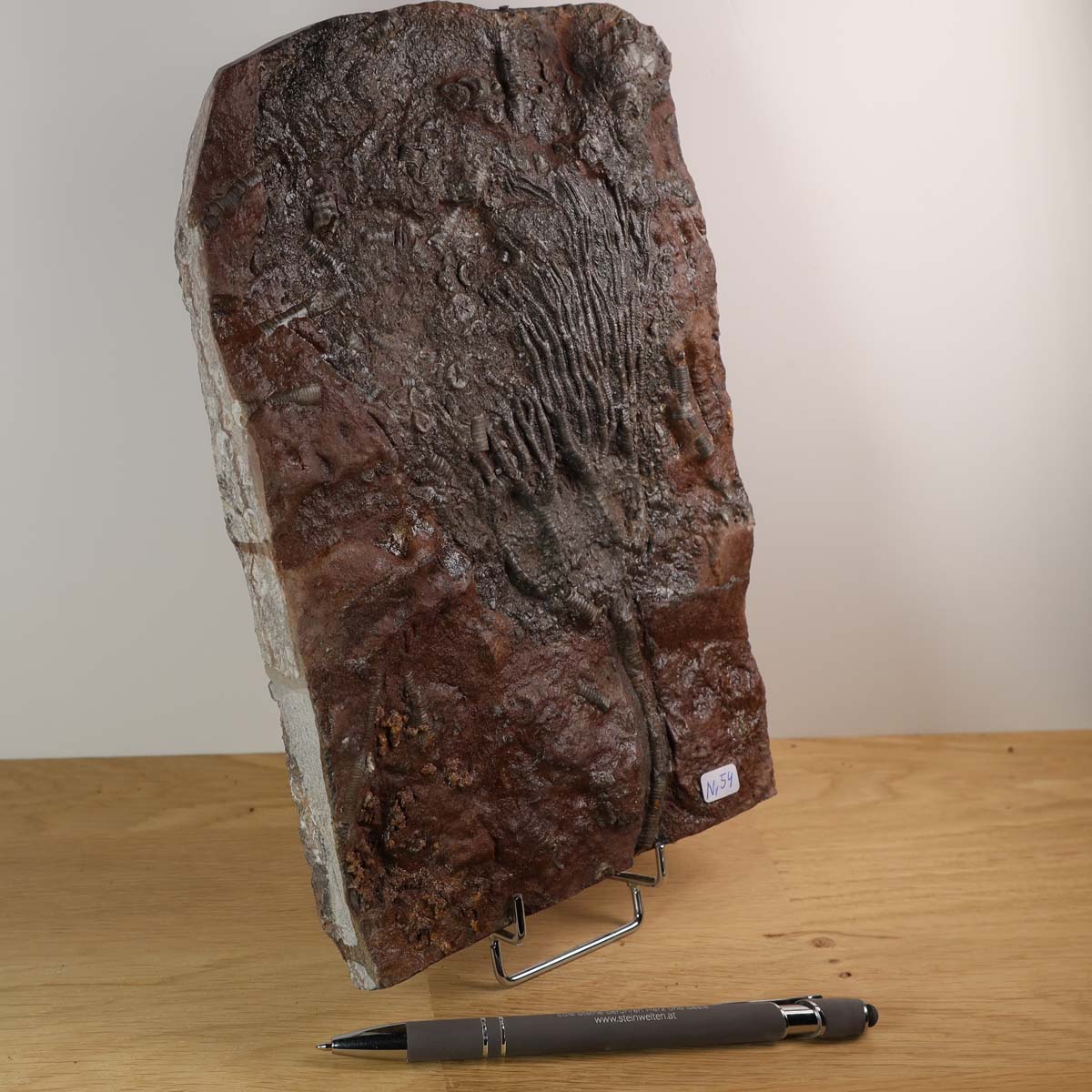 Versteinertes Fossil der Seelilien (Scyphocrinites elegans) aus Marokko, 24x16 cm, 425 Millionen Jahre alt, Unikat Nr. 54.