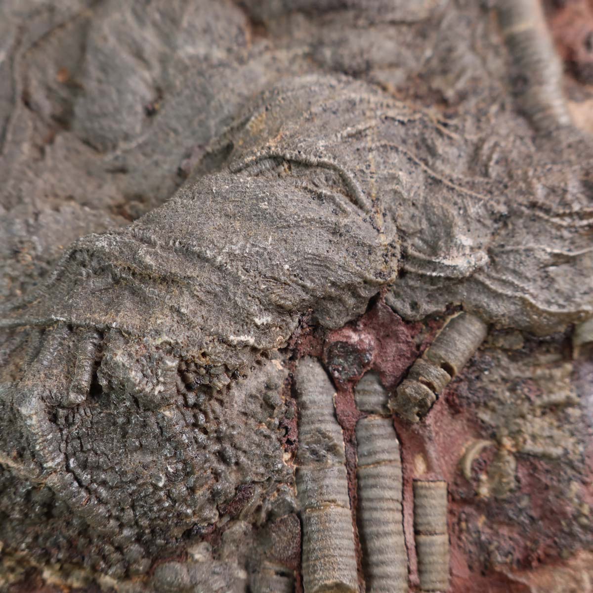Fossil of Seelilien (Scyphocrinites elegans) on stone with pen for scale, 425 million years old, unique item 55. Versteinertes Fossil kaufen, Steinwelten