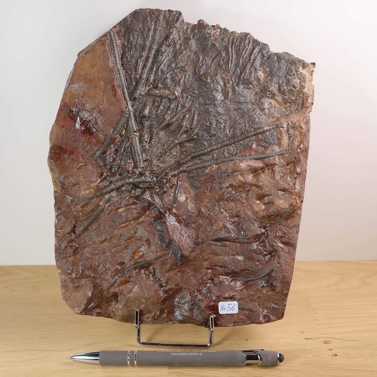 Versteinertes Scyphocrinites elegans Fossil aus Marokko, 22x18 cm, Unikat Nr. 56, ideal für Fossilien-Sammler, Steinwelten entdecken.