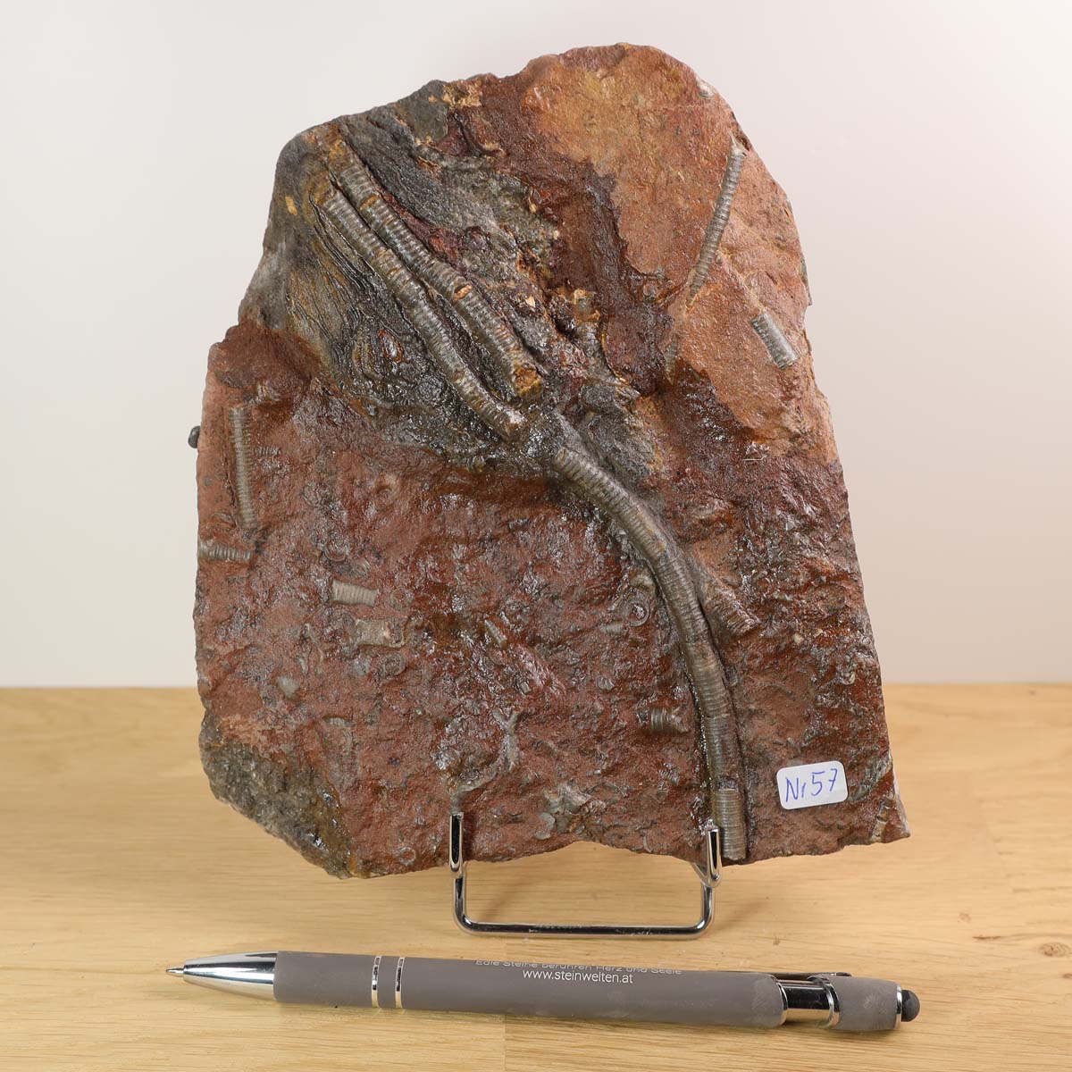 Versteinertes Scyphocrinites elegans Fossil 16x14 cm, Unikat Nr. 57 aus Marokko. Versteinertes Fossil kaufen bei Steinwelten.