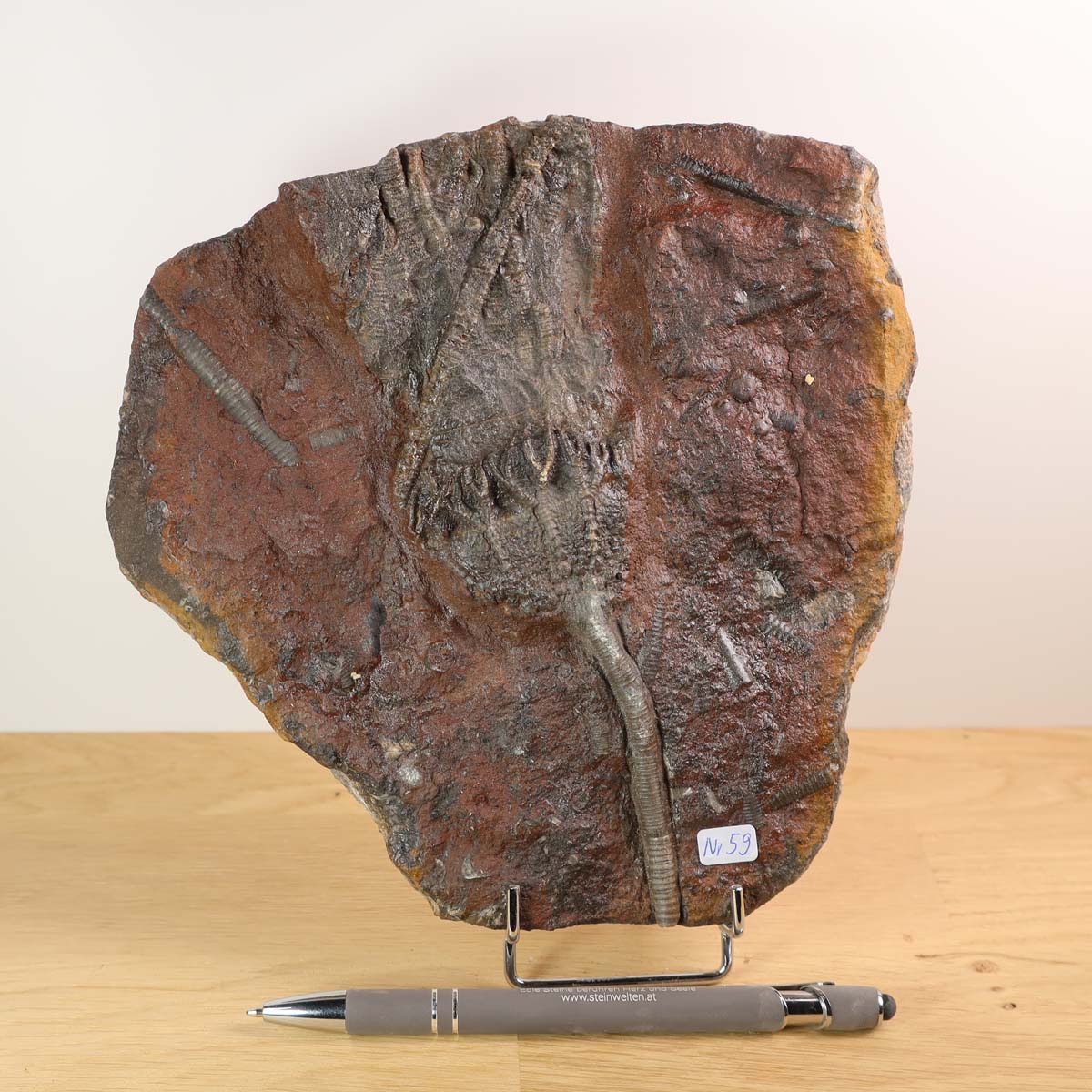 Fossilized Scyphocrinites elegans crinoid fossil from Morocco, 19x18 cm, unique piece, 425 million years old, for sale at Steinwelten.