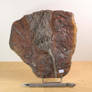 Fossilized Scyphocrinites elegans crinoid fossil from Morocco, 19x18 cm, unique piece, 425 million years old, for sale at Steinwelten.