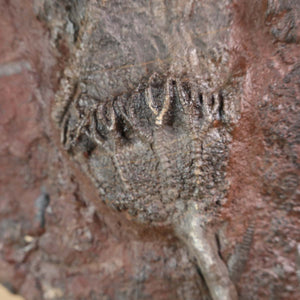 Versteinertes Fossil einer Seelilie (Scyphocrinites elegans) aus Marokko, 19x18 cm, 425 Millionen Jahre, Unikat Nr. 59, Steinwelten
