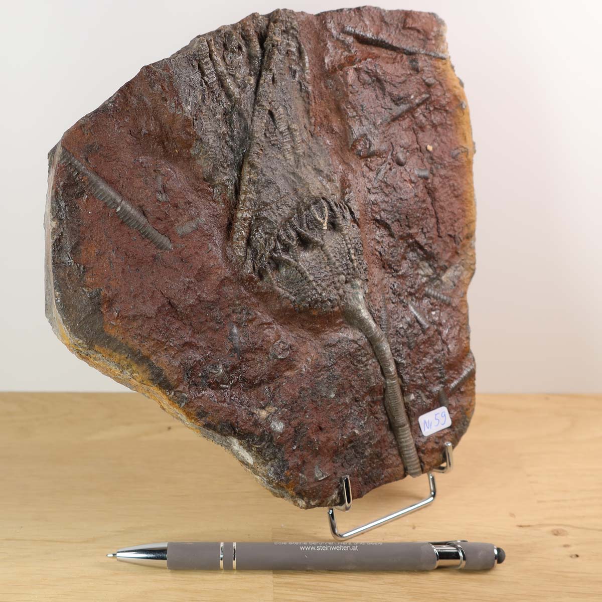 Fossilized Scyphocrinites elegans crinoid fossil from Morocco, 19x18 cm, unique piece, 425 million years old, for sale at Steinwelten.