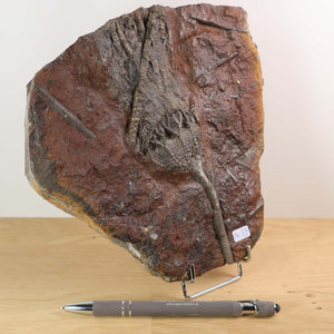 Versteinertes Fossil der Seelilien (Scyphocrinites elegans) aus Marokko, 19x18 cm, einzigartiges Naturkunstwerk - Steinwelten