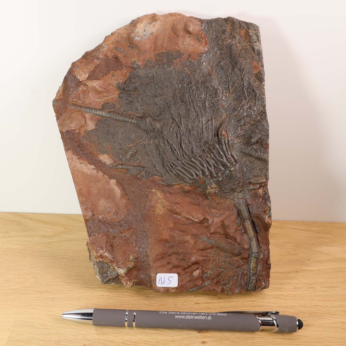 Versteinertes Fossil Seelilien Scyphocrinites elegans 18x13 cm Unikat Nr. 5 dekorativ ausgestellt auf Holzuntergrund.