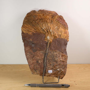 Fossilized Sea Lily (Scyphocrinites elegans) from Morocco, unique piece, 425 million years old, displayed on wooden surface.