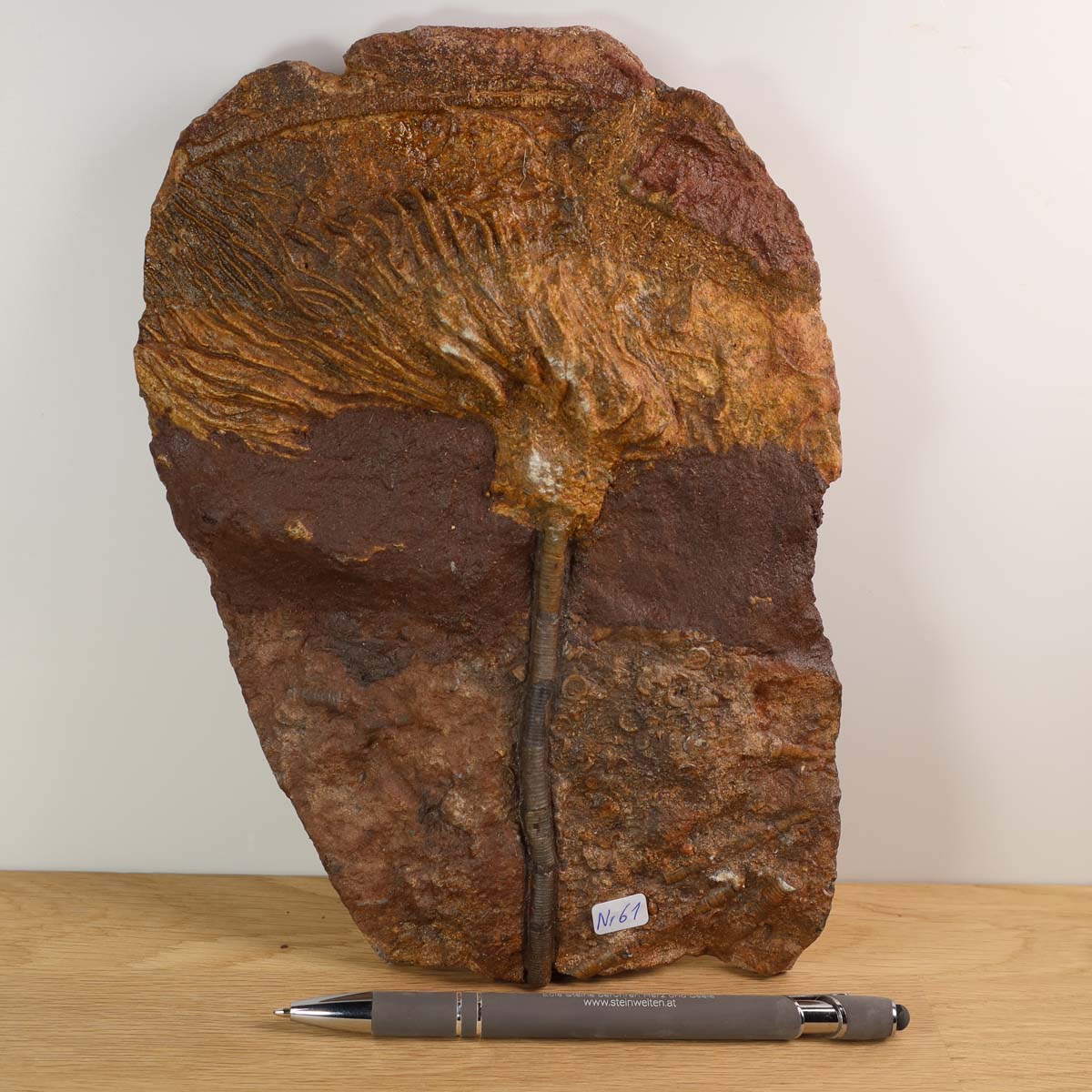 Fossilized Sea Lily (Scyphocrinites elegans) from Morocco, unique piece, 425 million years old, displayed on wooden surface.