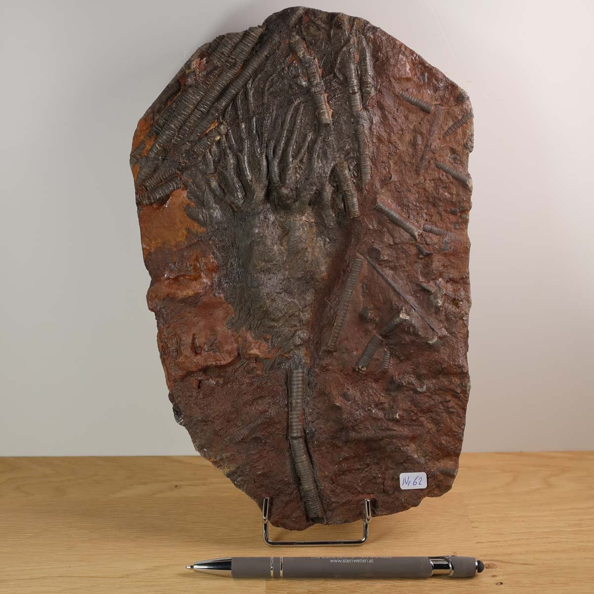 Versteinertes Fossil Seelilien Scyphocrinites elegans 26x16 cm auf Ständer, 425 Millionen Jahre, Steinwelten Mineralien Graz