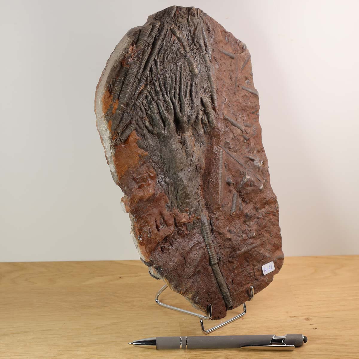 Versteinertes Fossil Seelilien Scyphocrinites elegans 26x16 cm auf Ständer, 425 Millionen Jahre, Steinwelten Mineralien Graz