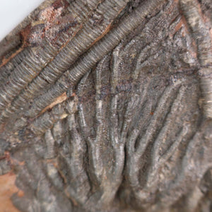 Detailed view of Scyphocrinites elegans fossil, a 425-million-year-old unique specimen from Steinwelten Fachgeschäft.