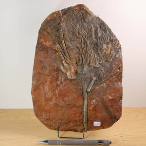 Versteinertes Seelilienfossil, Scyphocrinites elegans, 25x18 cm. Einzigartiges Naturkunstwerk aus Steinwelten, Graz und Wiener Neustadt.