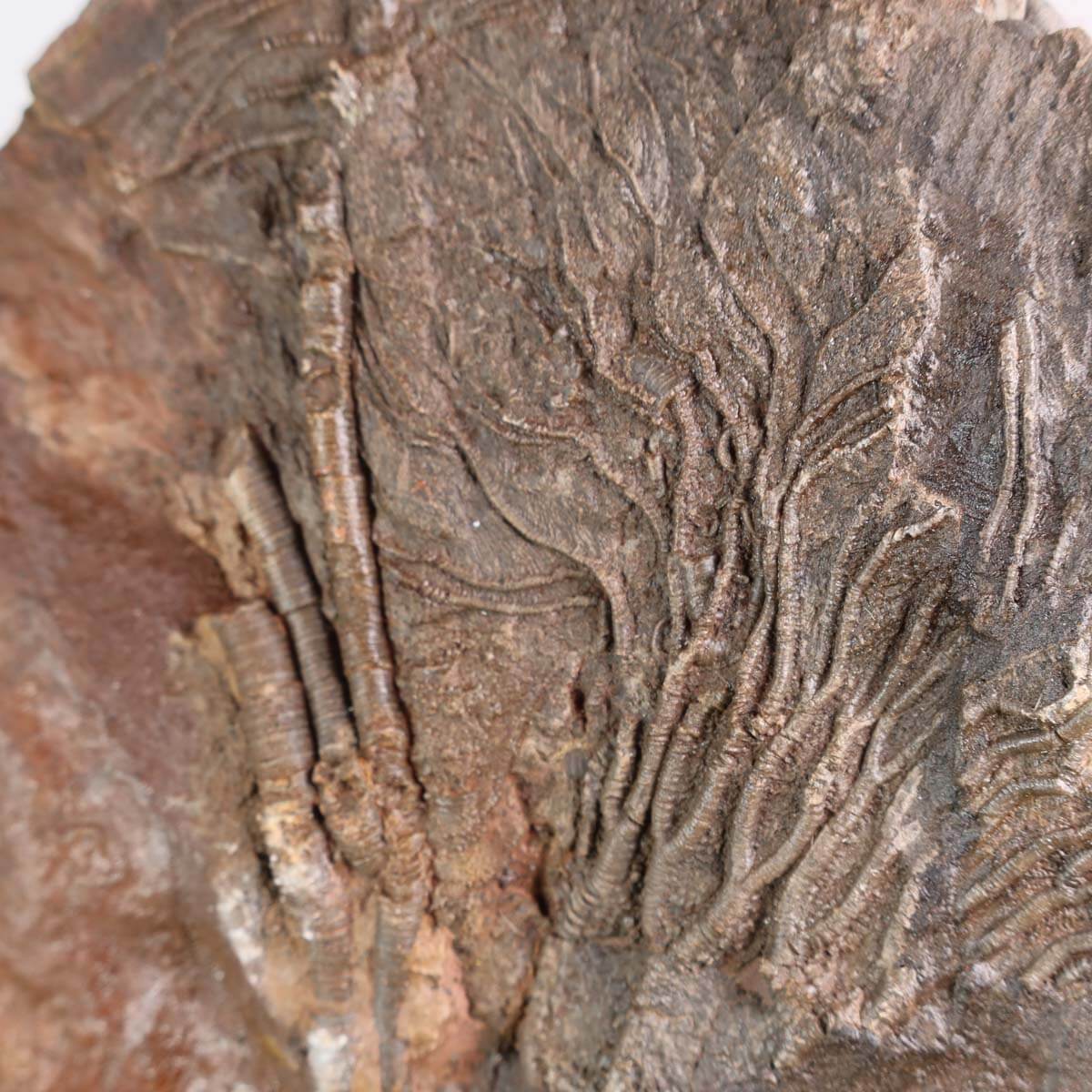 Versteinertes Seelilienfossil, Scyphocrinites elegans, 25x18 cm. Einzigartiges Naturkunstwerk aus Steinwelten, Graz und Wiener Neustadt.
