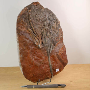 Versteinertes Fossil Seelilien Scyphocrinites elegans 25x18 cm, 425 Millionen Jahre alt, einzigartiges Stück, Steinwelten Fachgeschäft