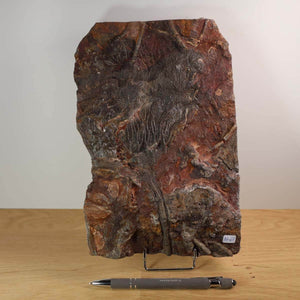 Fossil of Scyphocrinites elegans sea lily from Morocco on display stand, 24x16 cm, unique piece No. 65, Steinwelten store.