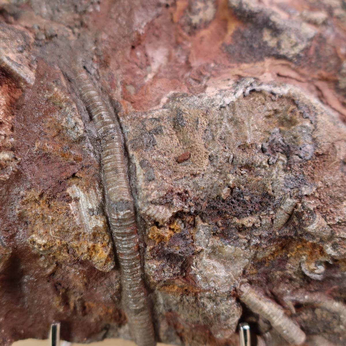 Fossil of Scyphocrinites elegans sea lily from Morocco on display stand, 24x16 cm, unique piece No. 65, Steinwelten store.