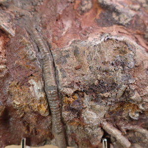 Close-up of Scyphocrinites elegans fossil from Steinwelten, a unique 425-million-year-old sea lily, available in Graz and Wiener Neustadt.