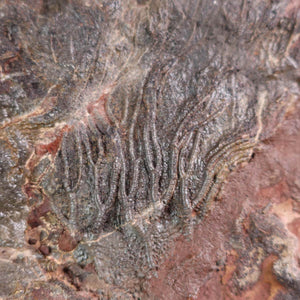 Fossilized sea lily (Scyphocrinites elegans) from Steinwelten, showcasing unique marine creature details, 24x16 cm.