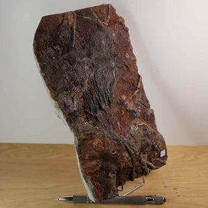 Versteinertes Fossil von Seelilien (Scyphocrinites elegans) aus Marokko, einzigartig, 24x16 cm, 425 Millionen Jahre alt, Steinwelten.