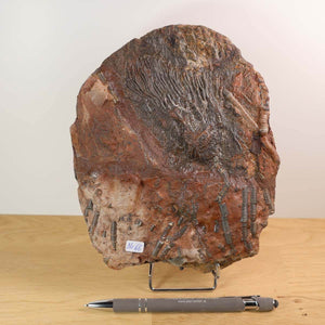Versteinertes Fossil Seelilien Scyphocrinites elegans auf Holzständer, 18x15 cm, 425 Mio Jahre, Steinwelten Fachgeschäft Graz