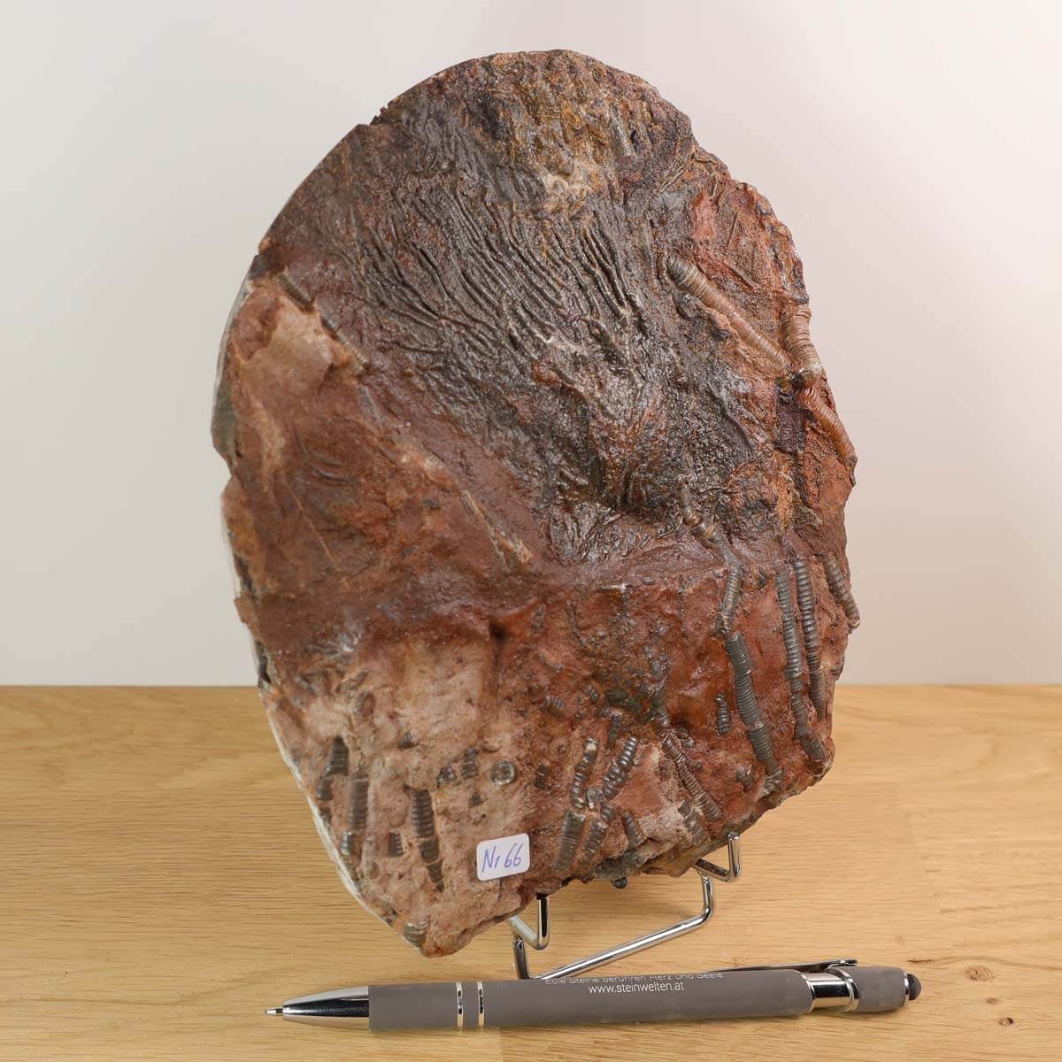 Versteinertes Fossil Seelilien Scyphocrinites elegans auf Holzständer, 18x15 cm, 425 Mio Jahre, Steinwelten Fachgeschäft Graz