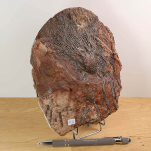 Versteinertes Fossil: Seelilien (Scyphocrinites elegans) - Steinwelten Fachgeschäft - Mineralien Graz, Wiener Neustadt