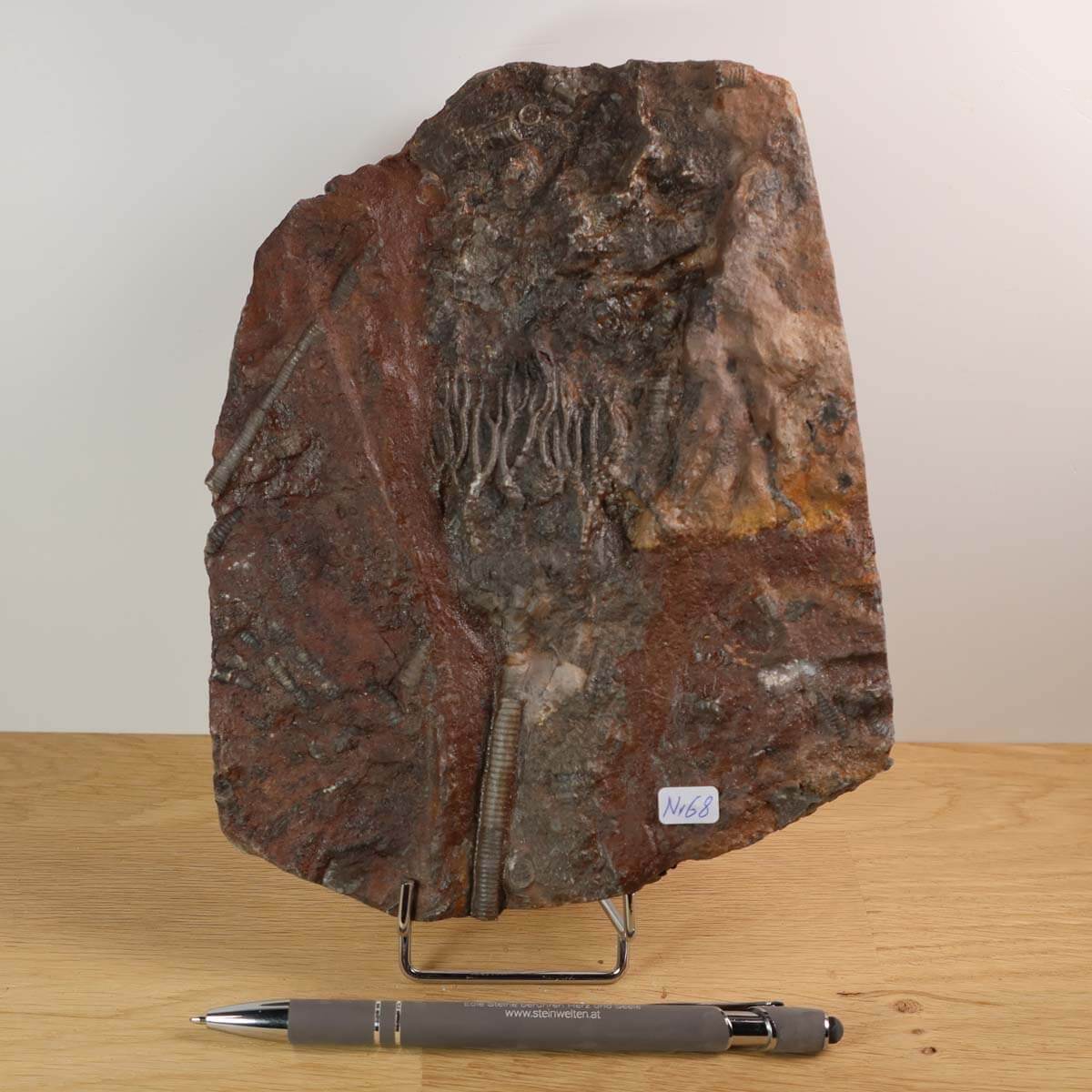Versteinertes Fossil Scyphocrinites elegans aus Marokko, Seelilien, Unikat Nr. 68, 425 Millionen Jahre, Steinwelten Fachgeschäft.
