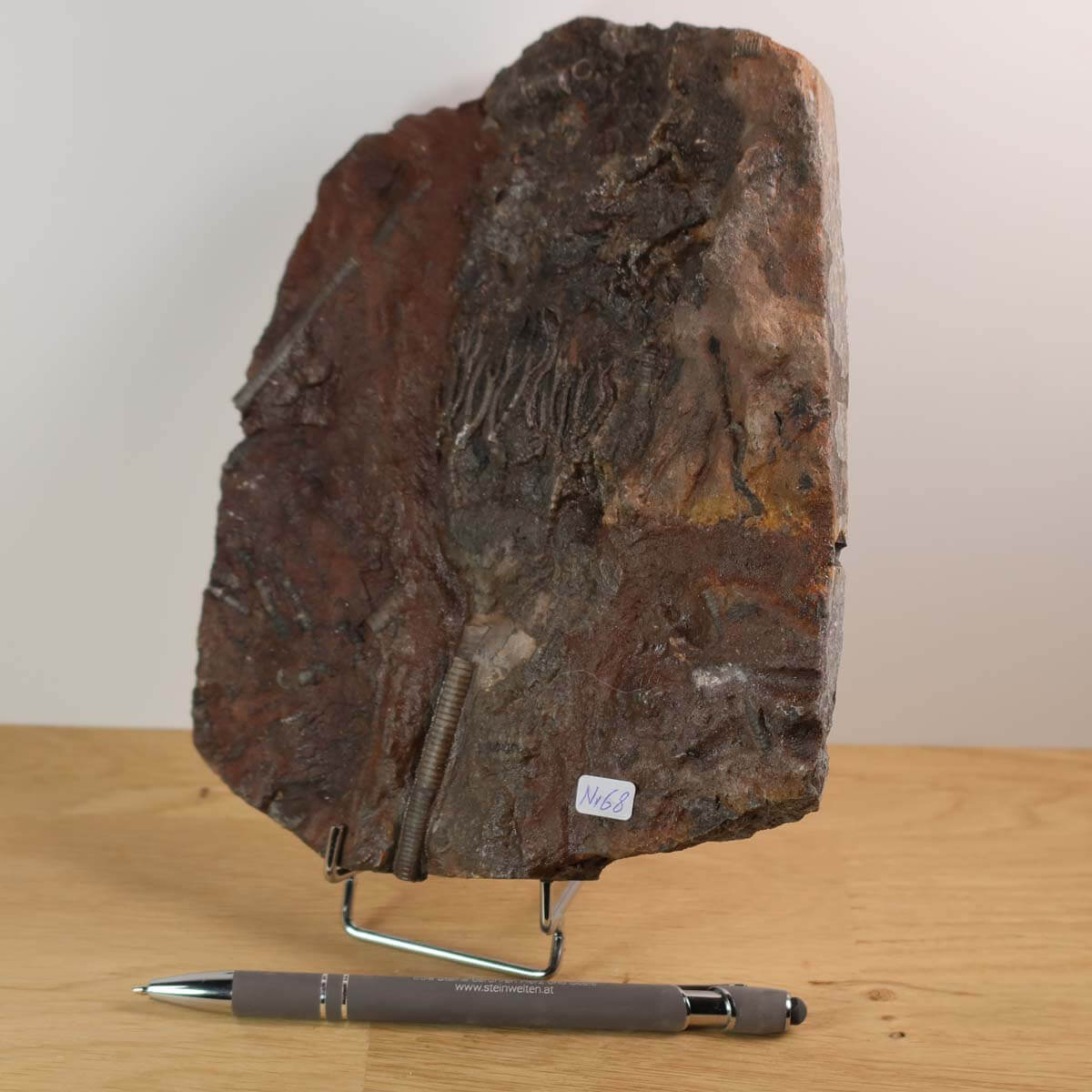 Versteinertes Fossil Scyphocrinites elegans aus Marokko, Seelilien, Unikat Nr. 68, 425 Millionen Jahre, Steinwelten Fachgeschäft.