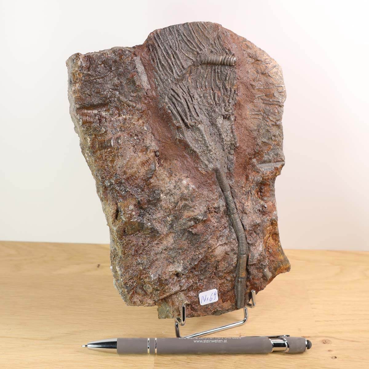 Versteinertes Fossil Seelilien Scyphocrinites elegans, 18x14 cm, 425 Mio Jahre alt, bei Steinwelten Mineralien & Edelsteine.