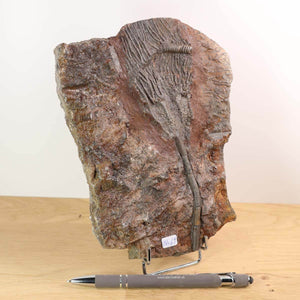 Versteinertes Fossil Seelilien Scyphocrinites elegans, 18x14 cm, 425 Mio Jahre alt, bei Steinwelten Mineralien & Edelsteine.