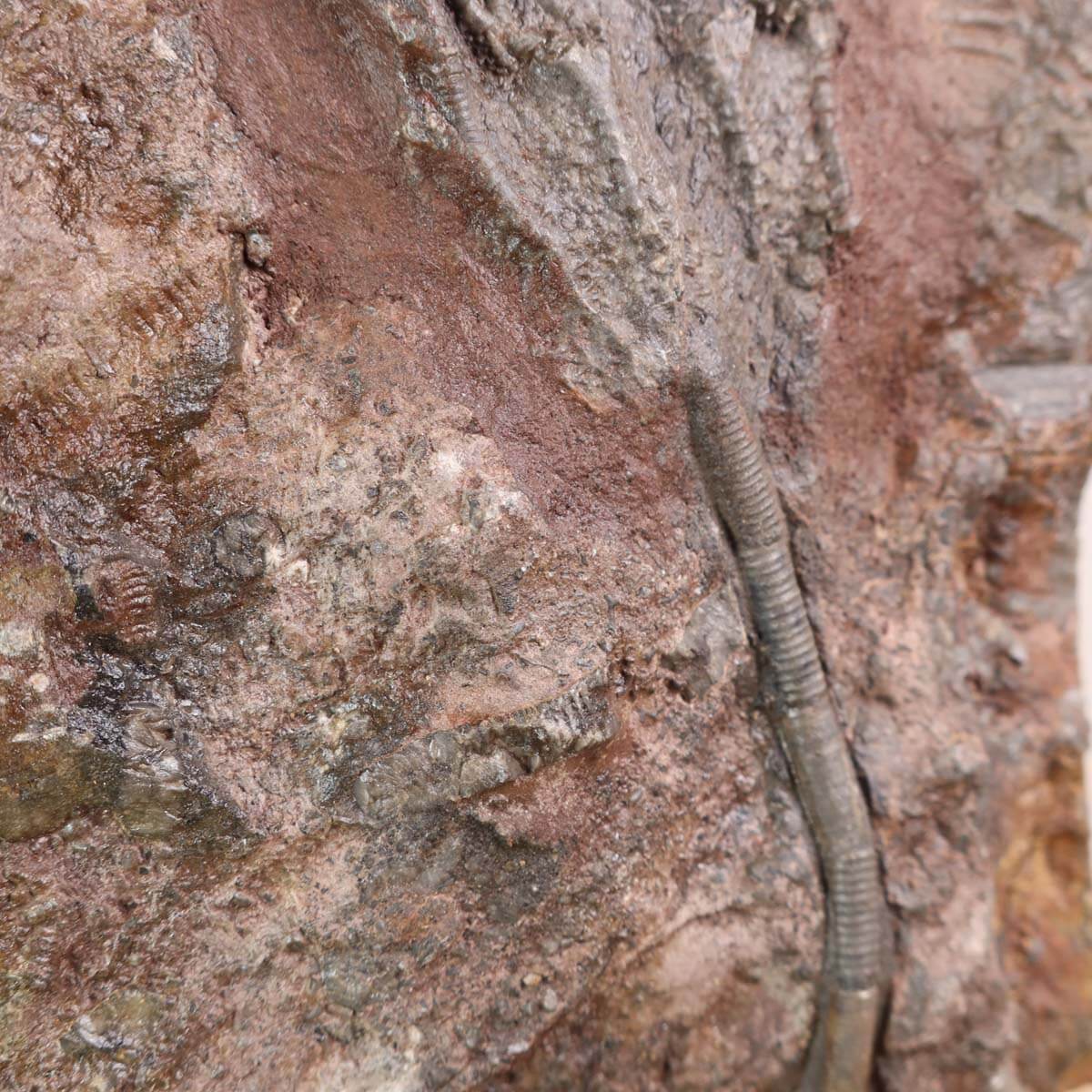Versteinertes Fossil Seelilien Scyphocrinites elegans, 18x14 cm, 425 Mio Jahre alt, bei Steinwelten Mineralien & Edelsteine.