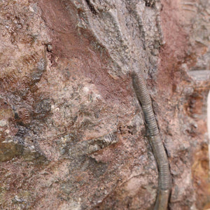 Versteinertes Fossil Seelilien Scyphocrinites elegans aus Marokko, Steinwelten Mineralien und Edelsteine Graz, Unikat Nr. 69