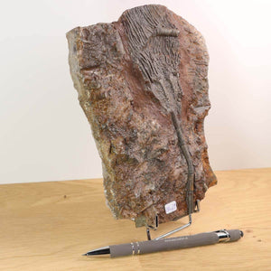 Fossil of Scyphocrinites elegans on stand, showcasing intricate details of ancient sea lily structure, available at Steinwelten Fachgeschäft.