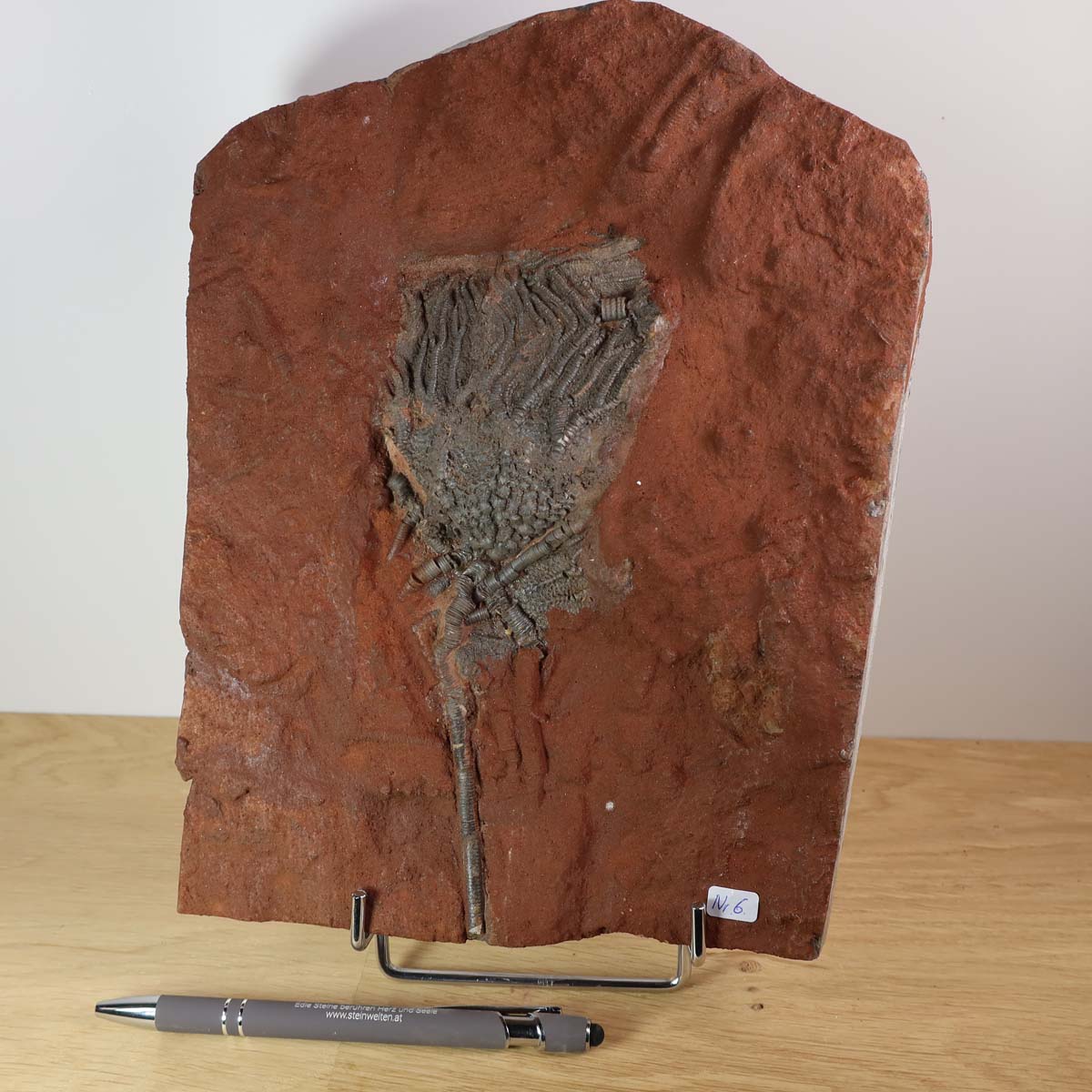 Versteinertes Scyphocrinites elegans Fossil, Seelilie, Unikat Nr. 6, 425 Millionen Jahre alt, auf rotem Steinblock aus Marokko