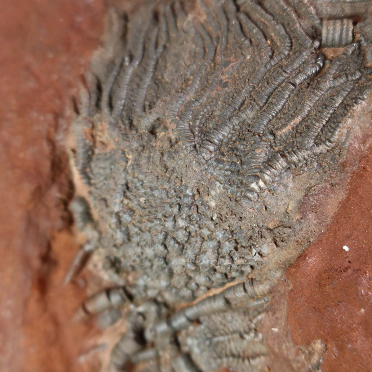 Versteinertes Scyphocrinites elegans Fossil, Seelilie, Unikat Nr. 6, 425 Millionen Jahre alt, auf rotem Steinblock aus Marokko