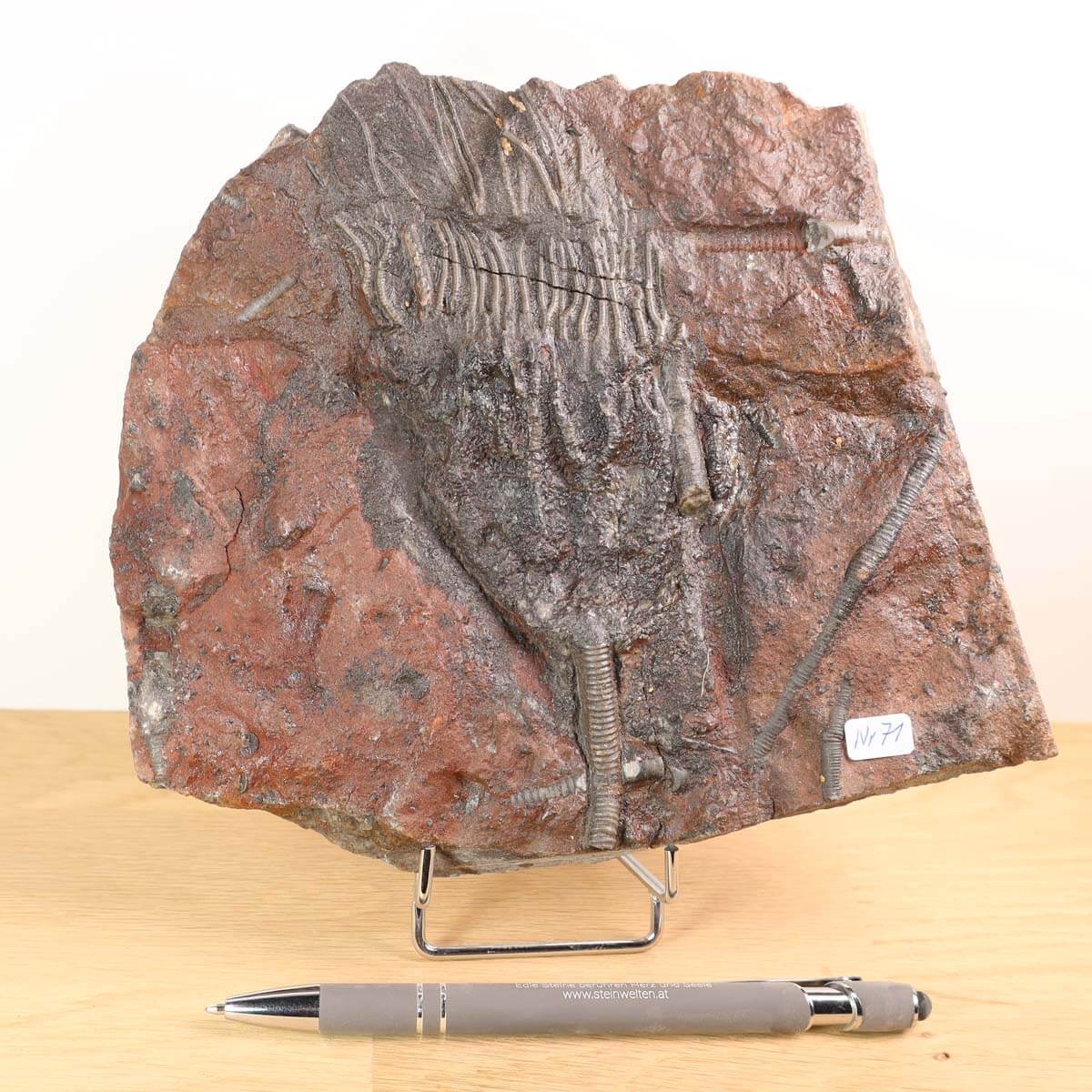 Versteinertes Seelilienfossil Scyphocrinites elegans 18x12 cm auf Ständer, Unikat Nr. 71, ausgestellt mit einem Stift zur Größenreferenz
