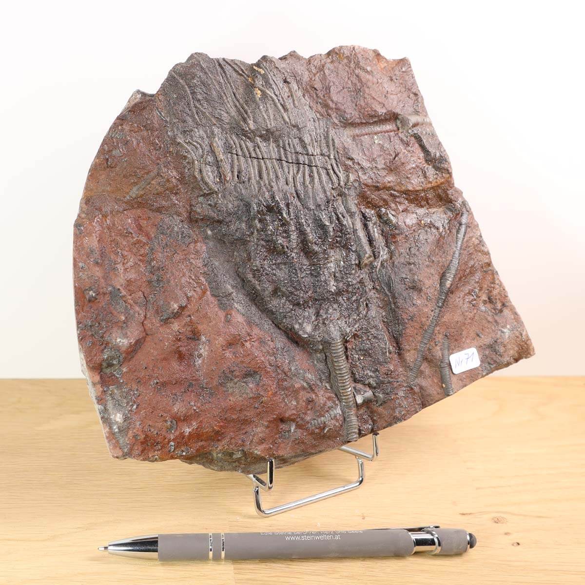 Versteinertes Seelilienfossil Scyphocrinites elegans 18x12 cm auf Ständer, Unikat Nr. 71, ausgestellt mit einem Stift zur Größenreferenz