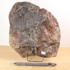 Versteinertes Seelilien-Fossil Scyphocrinites elegans, 18x16 cm, 425 Millionen Jahre, Unikat Nr. 73, aus Marokko