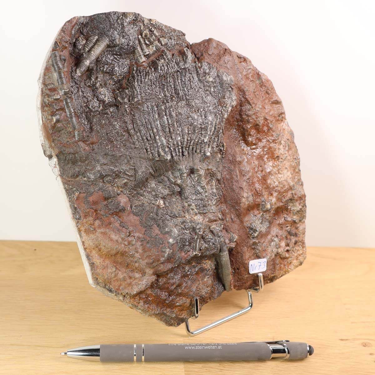 Versteinertes Seelilien-Fossil Scyphocrinites elegans, 18x16 cm, 425 Millionen Jahre, Unikat Nr. 73, aus Marokko