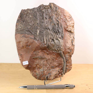 Scyphocrinites elegans fossil from Morocco, unique piece No. 74, approximately 425 million years old, displayed on a stand.